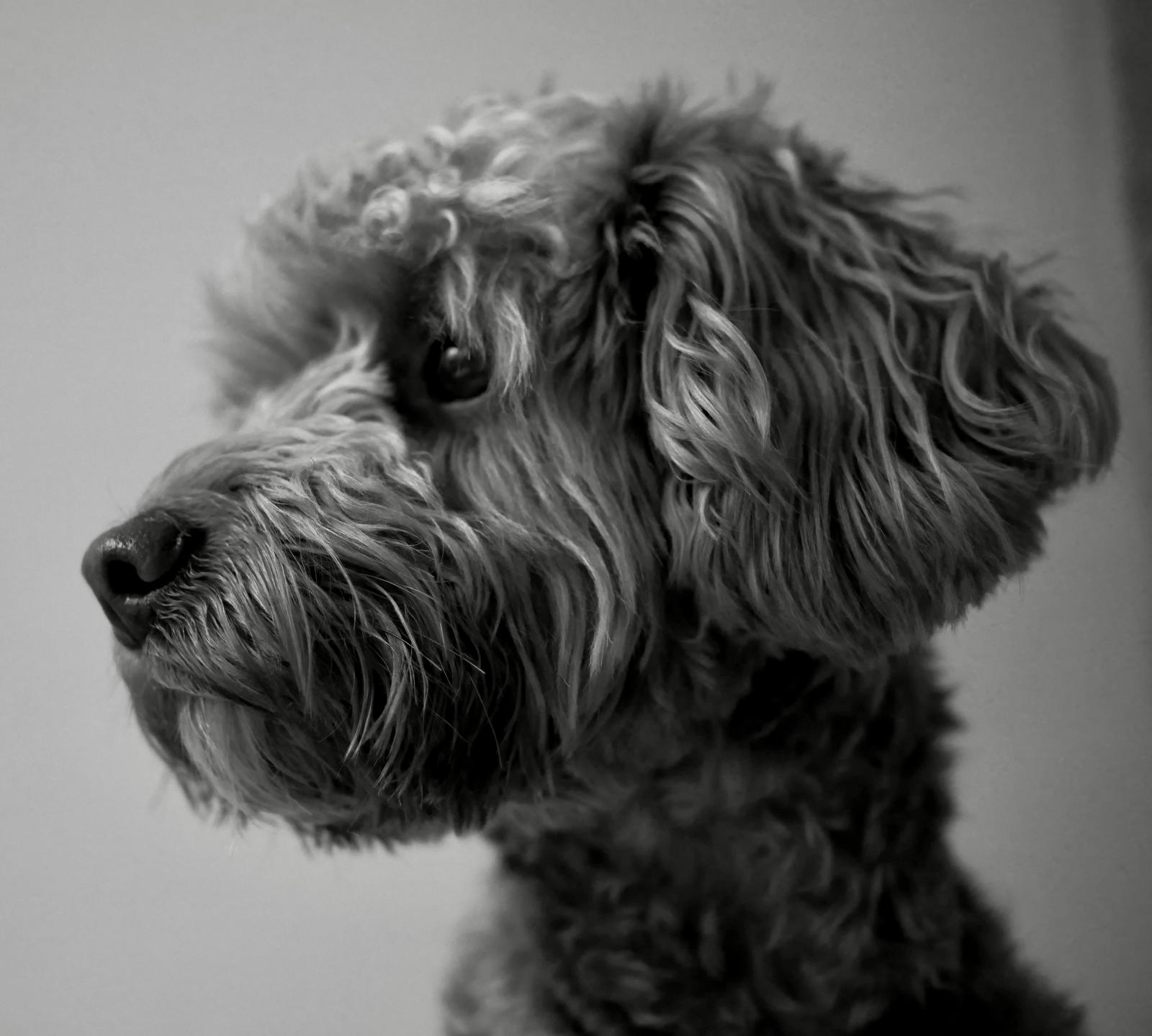 Bridget at Bridget's Dog Grooming