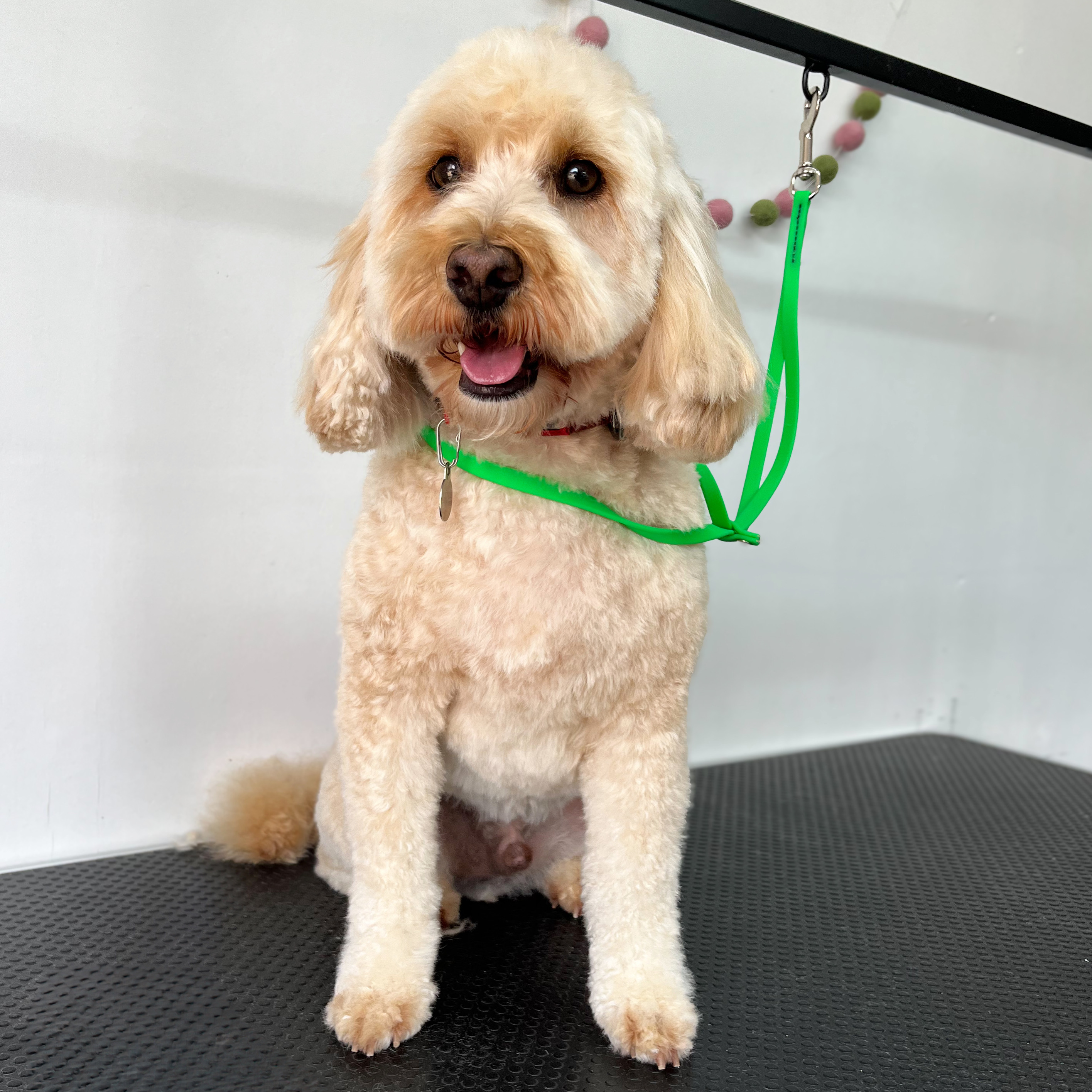 Cockapoo full groom at Bridget's Dog Grooming